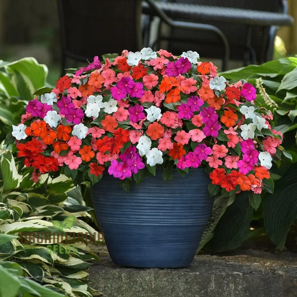 Impatiens Seeds (Lollipop Mix F1) - Premium Variety for Garden Enthusiasts - Image 4