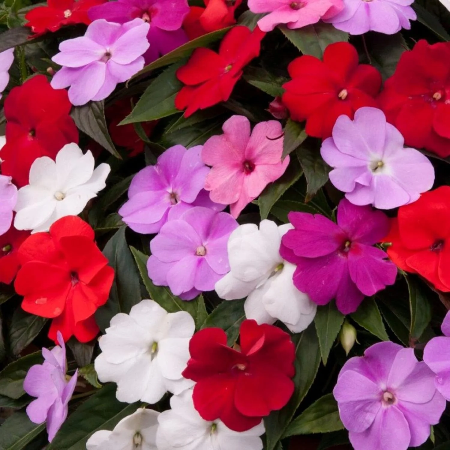 Impatiens Seeds Touch Me Not Balsams Attract Pollinators Garden Beds Borders Flower Seeds