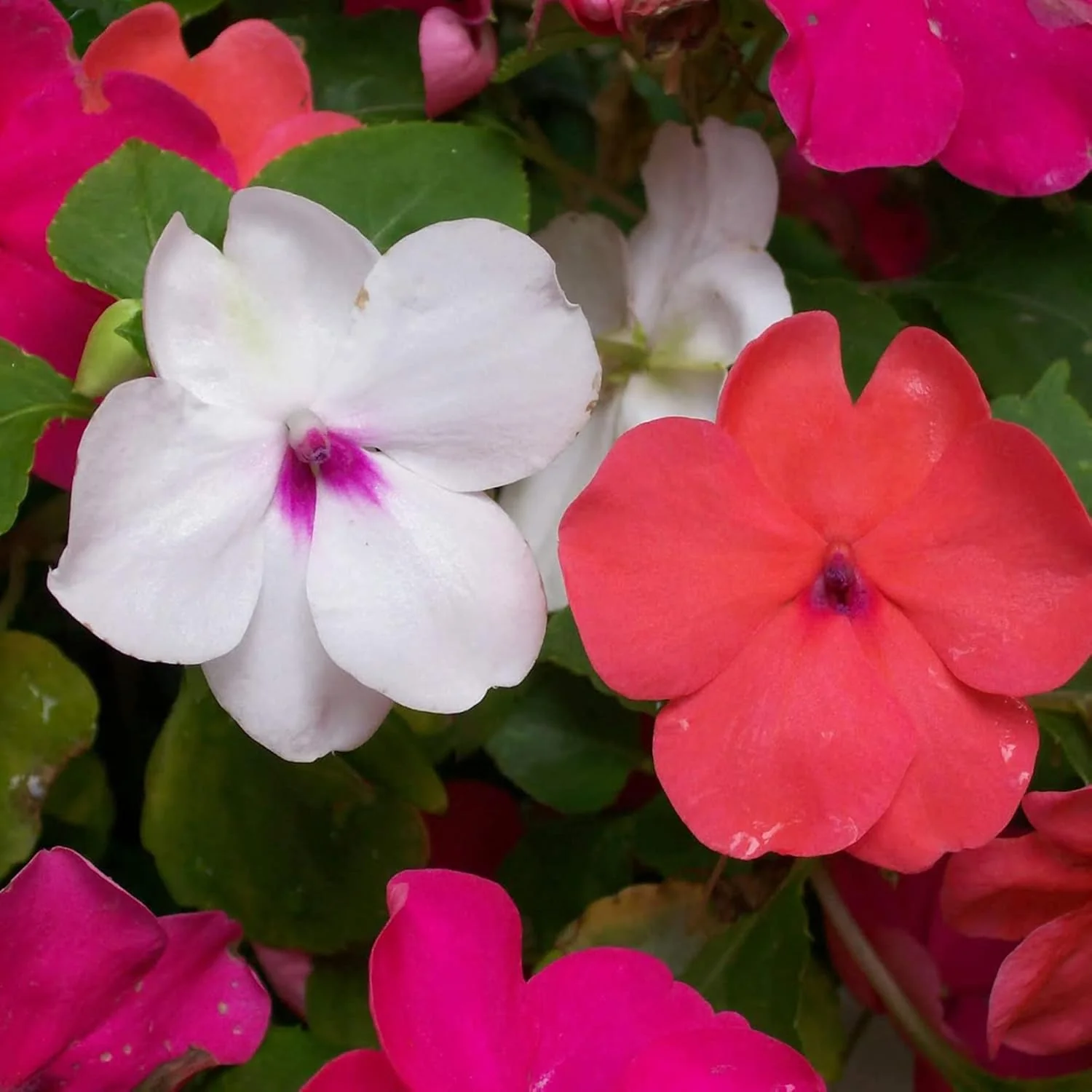 Impatiens Seeds Touch Me Not Balsams Attract Pollinators Garden Beds Borders Flower Seeds - Image 4