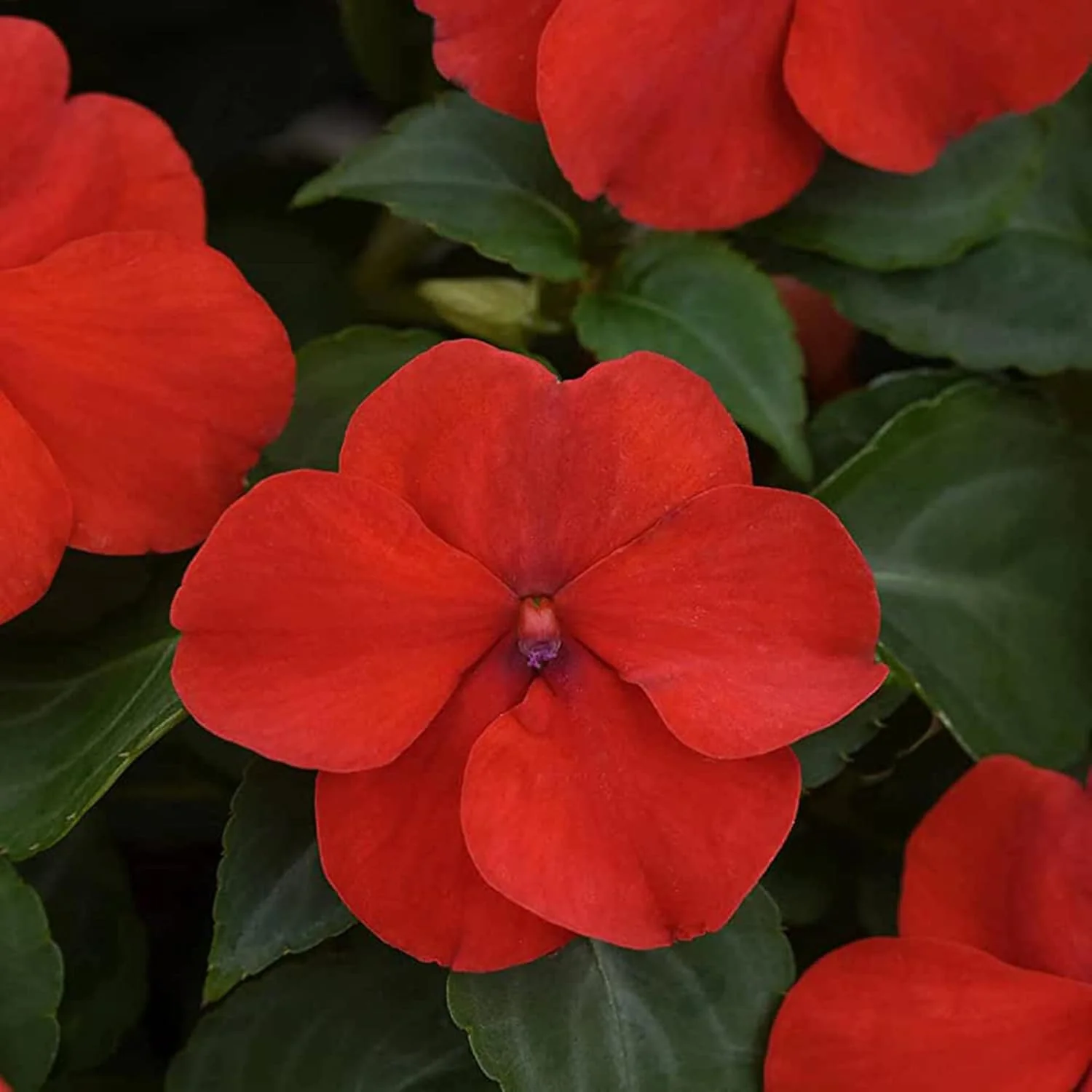 Impatiens Seeds Touch Me Not Balsams Attract Pollinators Garden Beds Borders Flower Seeds - Image 6