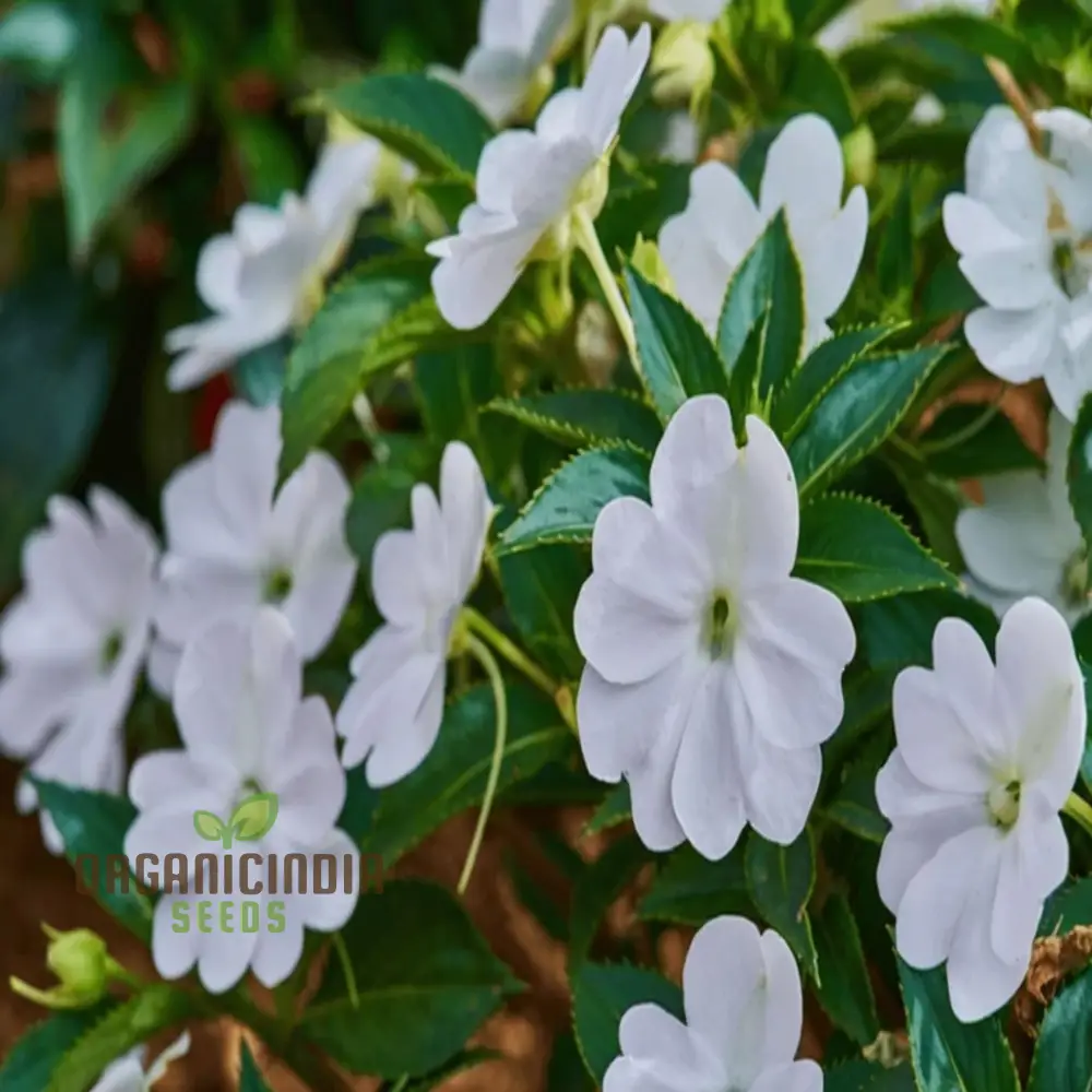 Impatiens Walleriana 'Busy Lizzie' Flower Seeds, Baby Series White – Vibrant Blossoms for Your Garden