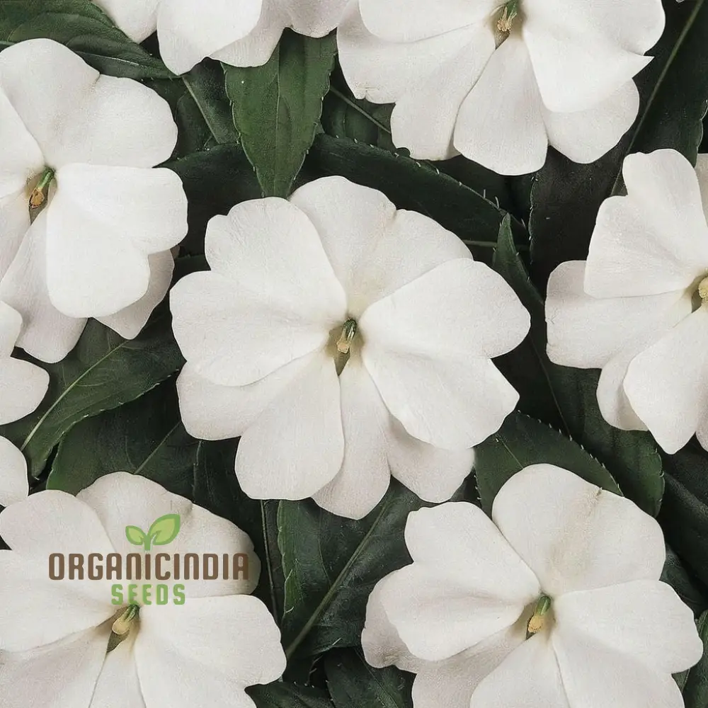 Impatiens Walleriana 'Busy Lizzie' Flower Seeds, Baby Series White – Vibrant Blossoms for Your Garden - Image 3