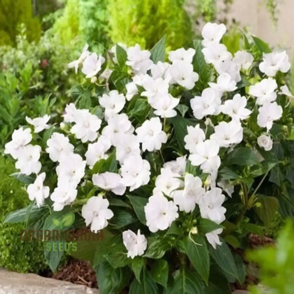 Impatiens Walleriana 'Busy Lizzie' Flower Seeds, Baby Series White – Vibrant Blossoms for Your Garden - Image 4