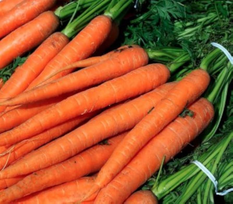Imperator 58 Carrot Seeds – Heirloom, Sweet & Crisp, High-Yield Garden Variety - Image 2