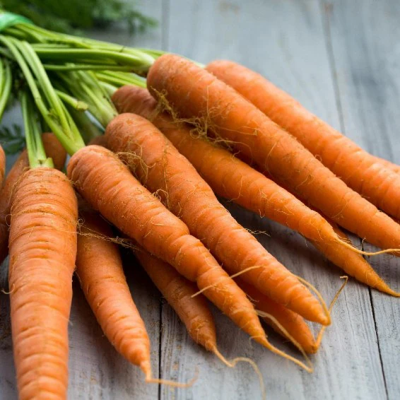 Imperator 58 Carrot Seeds – Heirloom, Sweet & Crisp, High-Yield Garden Variety - Image 3