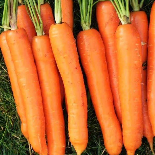 Imperator 58 Carrot Seeds – Heirloom, Sweet & Crisp, High-Yield Garden Variety - Image 4