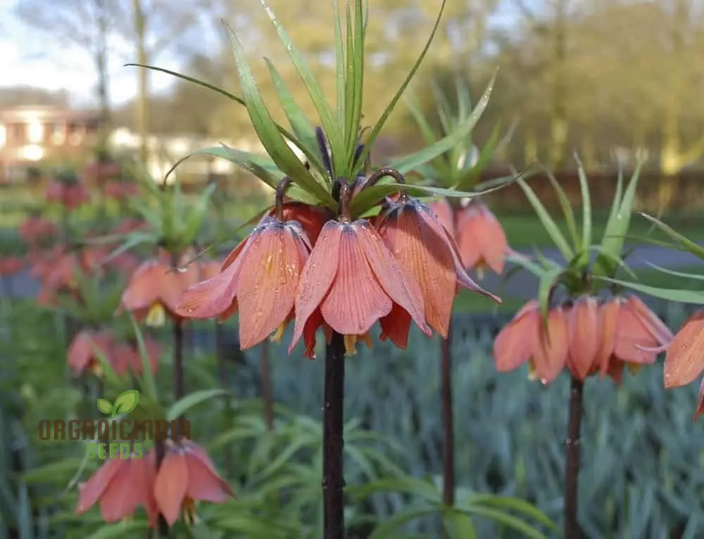 Imperial Crown Plant Wang Fritillaria Plant, Easy to Grow Home Garden Ground Cover Plants (100Pcs)