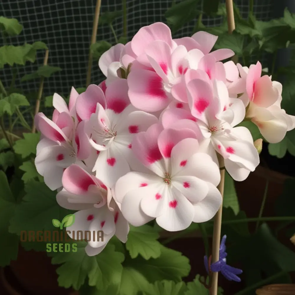 Geranium Flower Seeds for Planting – White Blooms with Pink Accents for Garden Beds, Borders, Pots, Balcony Containers & Outdoor Landscaping