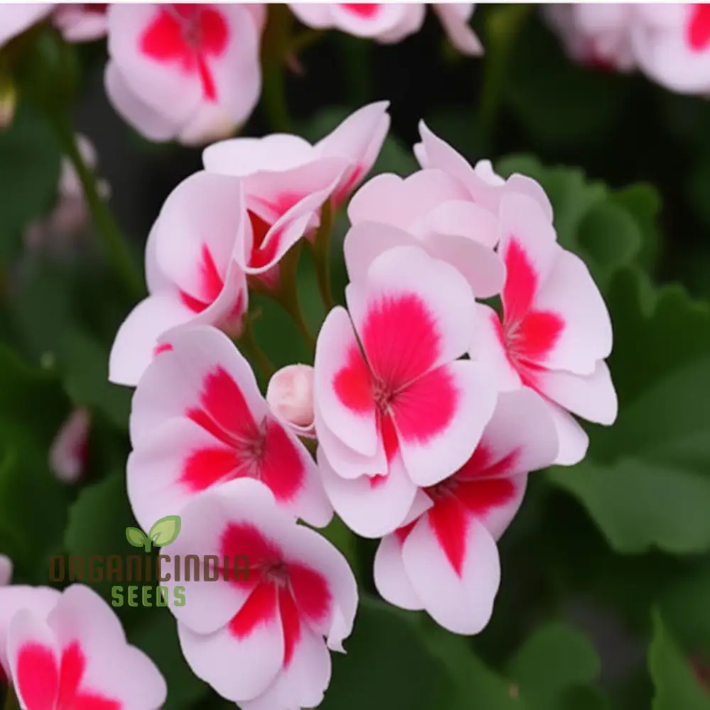 Geranium Flower Seeds for Planting – White Blooms with Pink Accents for Garden Beds, Borders, Pots, Balcony Containers & Outdoor Landscaping - Image 3