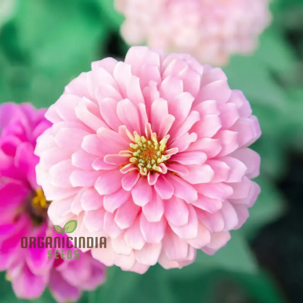 Zinnia Seeds (Light Pink Zinnia Seeds) - Elegant Blooms for Graceful Garden Displays - Image 3
