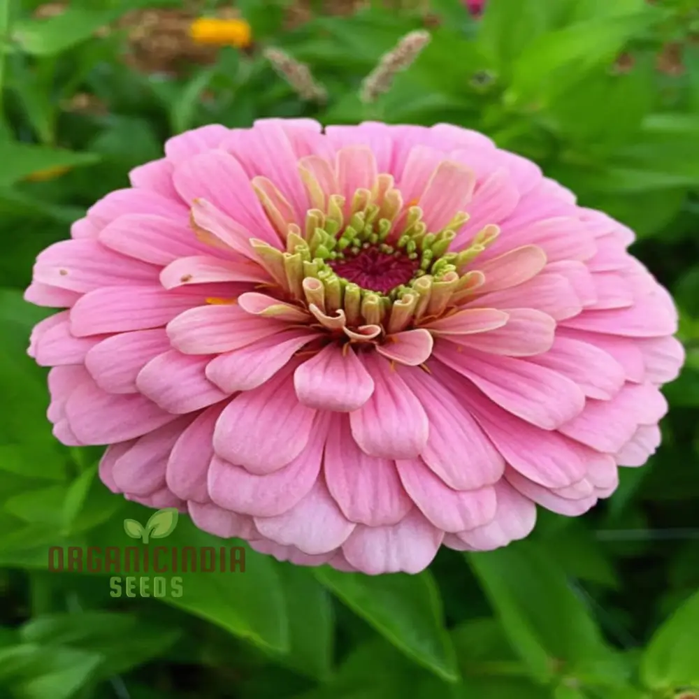 Zinnia Seeds (Light Pink Zinnia Seeds) - Elegant Blooms for Graceful Garden Displays - Image 4