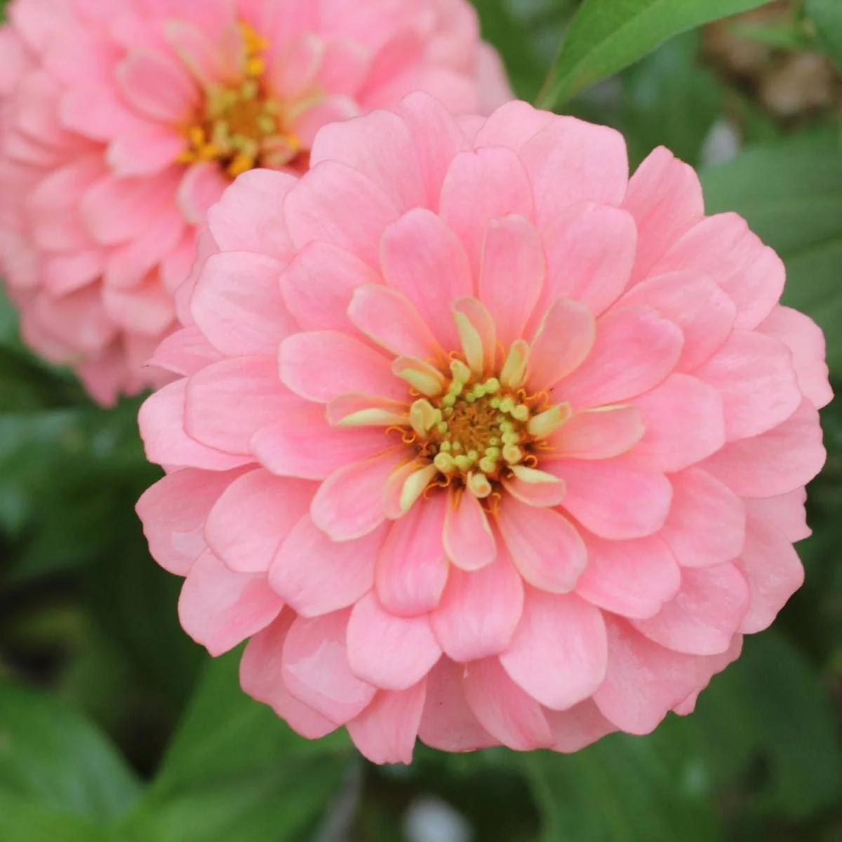 Zinnia Seeds (Light Pink Zinnia Seeds) - Elegant Blooms for Graceful Garden Displays - Image 5