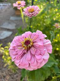 Zinnia Seeds (Light Pink Zinnia Seeds) - Elegant Blooms for Graceful Garden Displays - Image 6