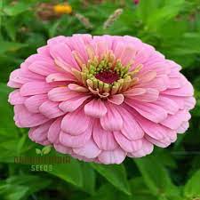 Zinnia Seeds (Light Pink Zinnia Seeds) - Elegant Blooms for Graceful Garden Displays - Image 7