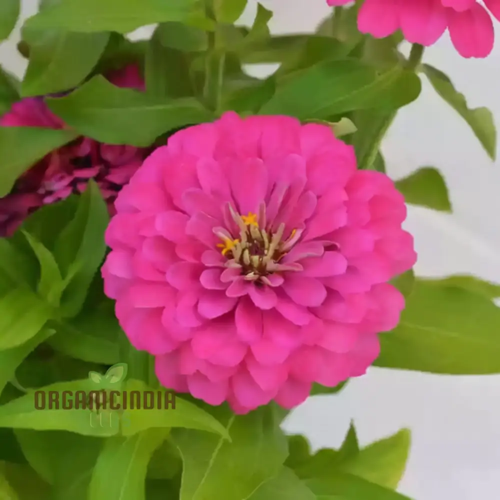 Imported Pink Zinnia Flower Seeds - Vibrant Blooms for Colorful Garden Displays