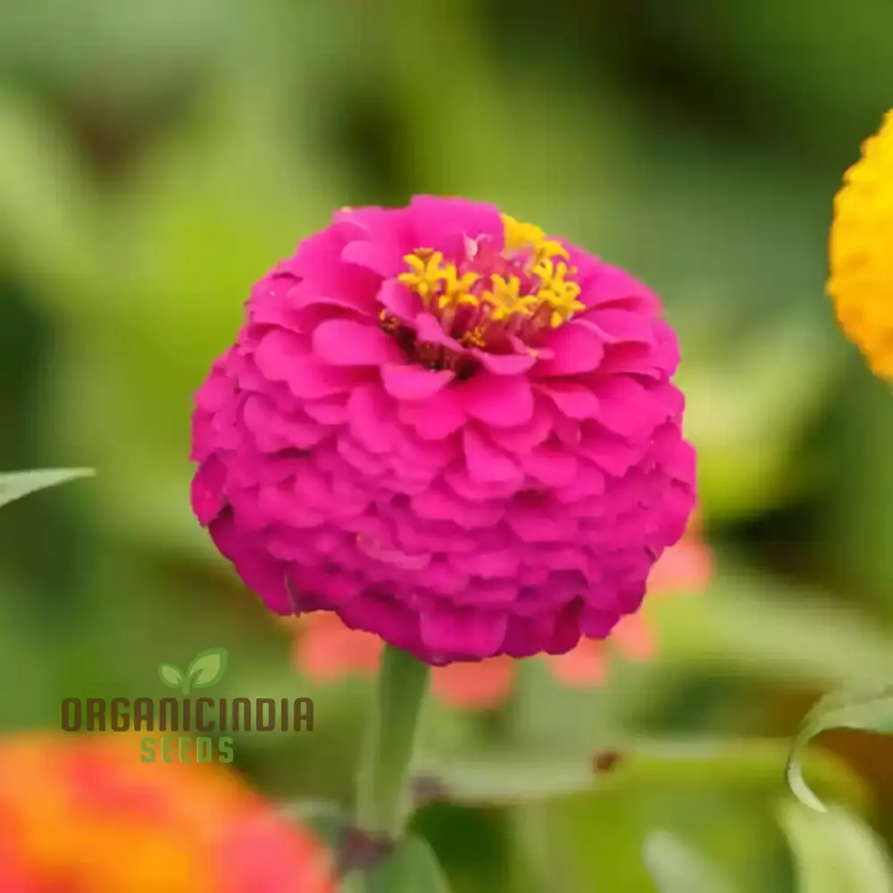 Imported Pink Zinnia Flower Seeds - Vibrant Blooms for Colorful Garden Displays - Image 3
