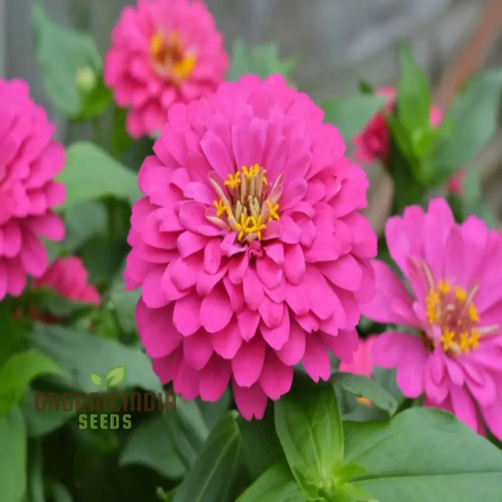 Imported Pink Zinnia Flower Seeds - Vibrant Blooms for Colorful Garden Displays - Image 4