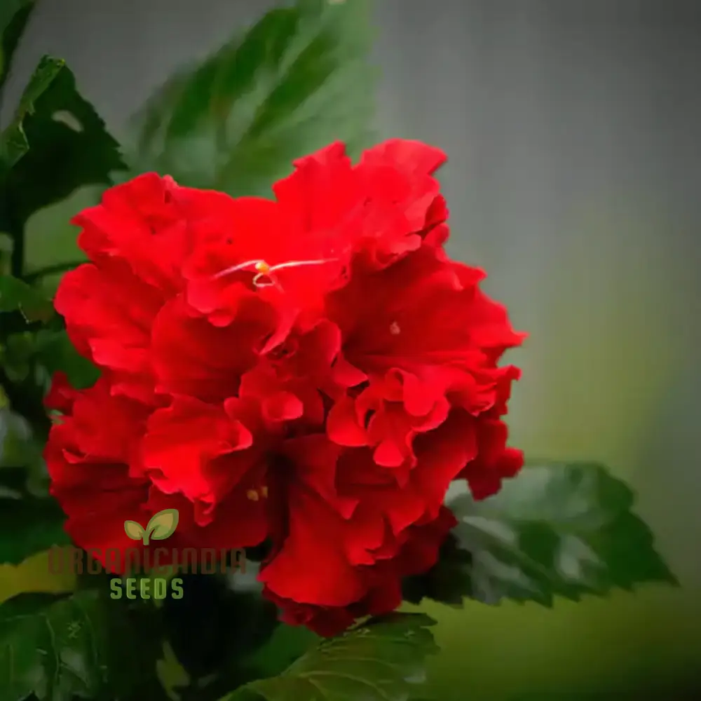 Hibiscus Seeds (Red Hibiscus Seeds) - Stunning Vibrant Blooms for Gardens - Image 2