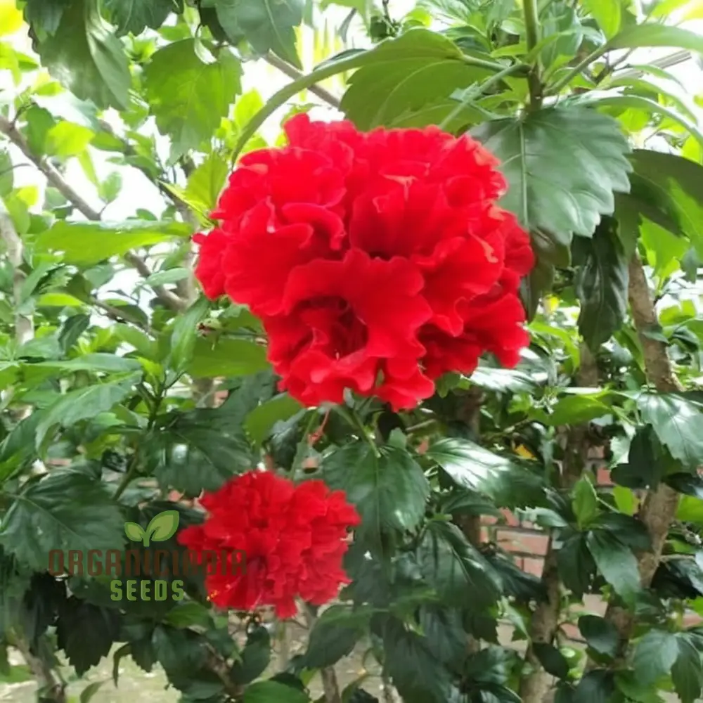 Hibiscus Seeds (Red Hibiscus Seeds) - Stunning Vibrant Blooms for Gardens - Image 4