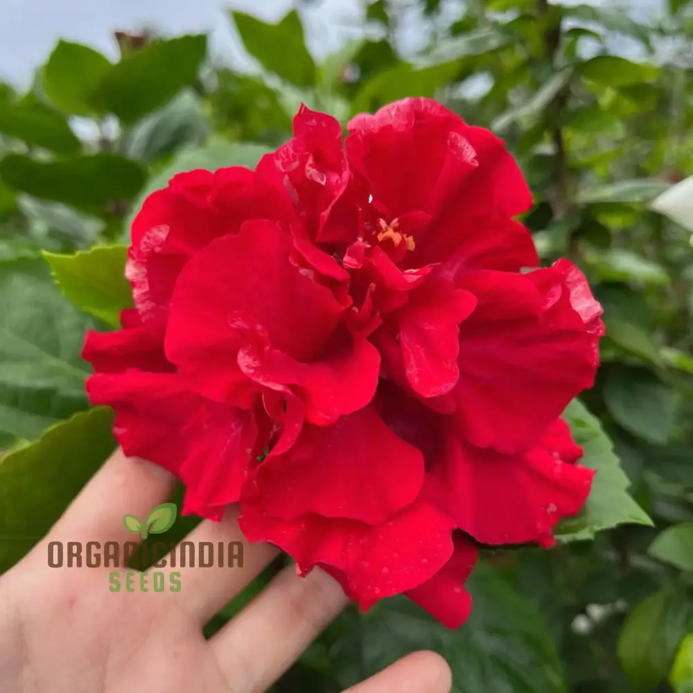 Hibiscus Seeds (Red Hibiscus Seeds) - Stunning Vibrant Blooms for Gardens - Image 5