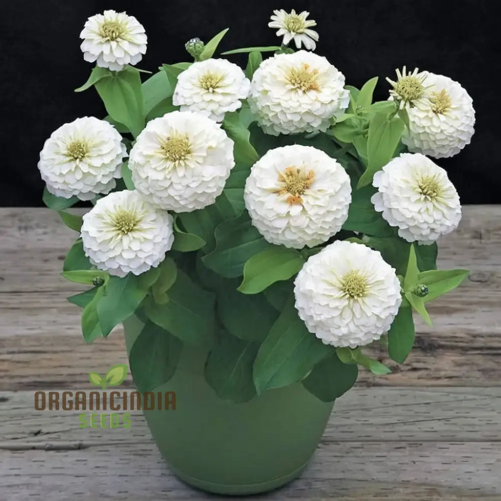 Imported White Zinnia Flower Seeds, Premium Quality, Vibrant Blooms, Perfect for Gardens - Image 3
