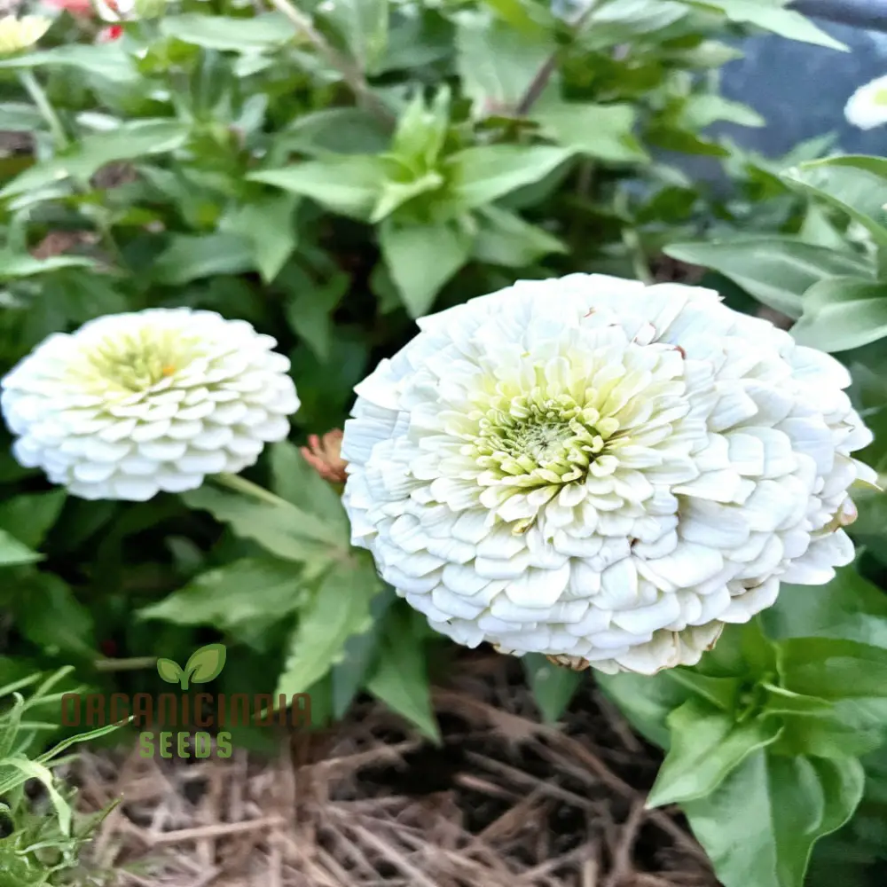 Imported White Zinnia Flower Seeds, Premium Quality, Vibrant Blooms, Perfect for Gardens - Image 4