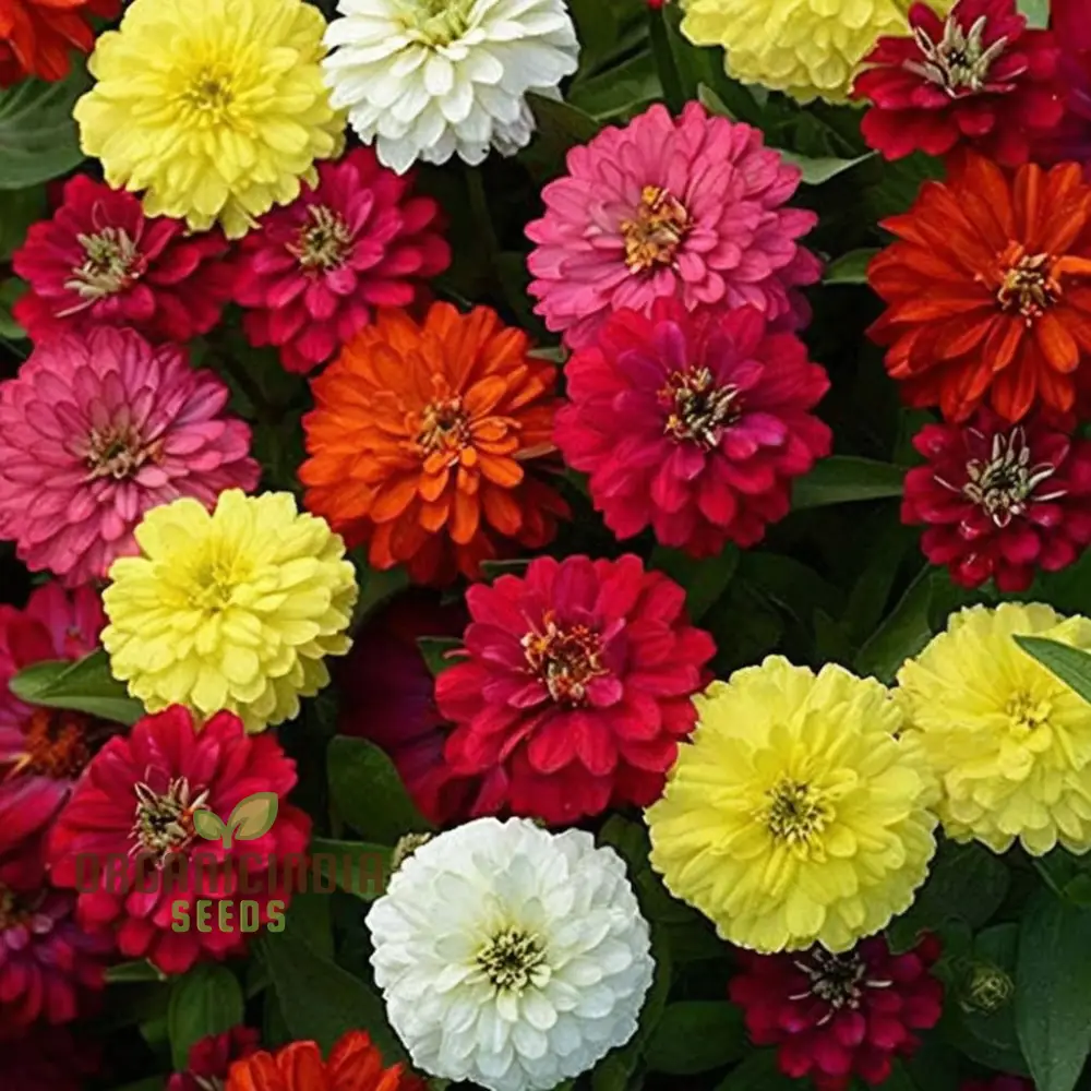 Zinnia Imported Mixed Flower Seeds, Vibrant Colors Long Blooming Season Ideal for Garden