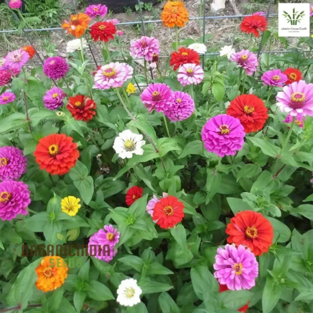 Zinnia Imported Mixed Flower Seeds, Vibrant Colors Long Blooming Season Ideal for Garden - Image 3