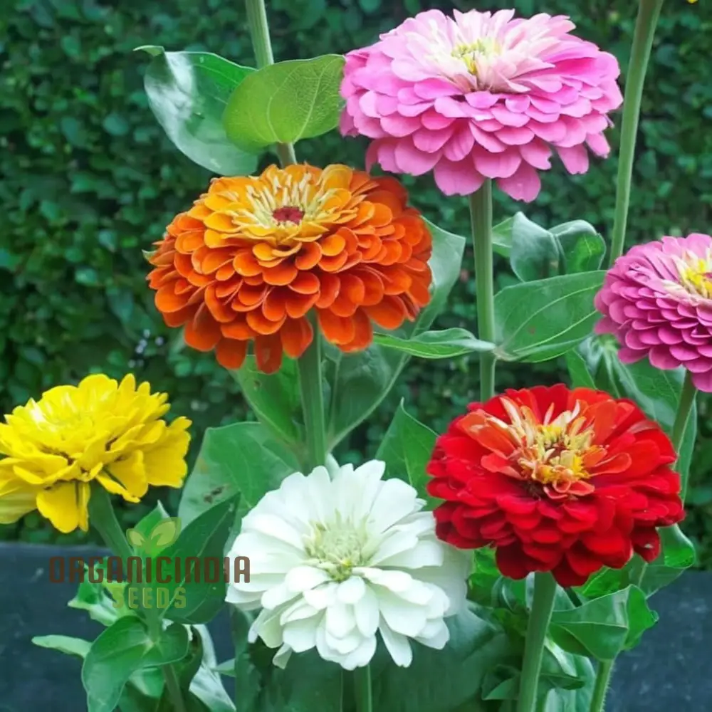 Zinnia Imported Mixed Flower Seeds, Vibrant Colors Long Blooming Season Ideal for Garden - Image 4