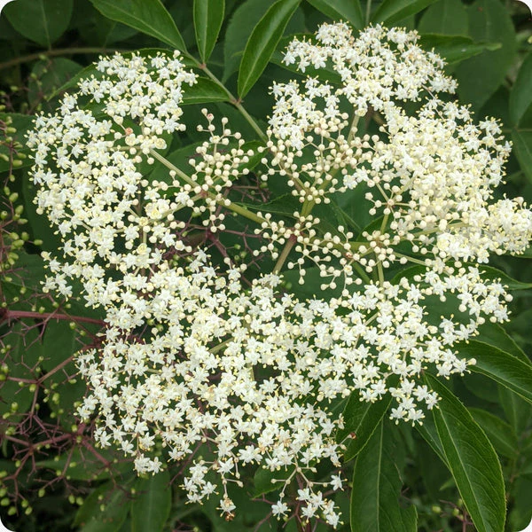 Improved Cultivar Mix Elderberry (Sambucus nigra) – Seeds