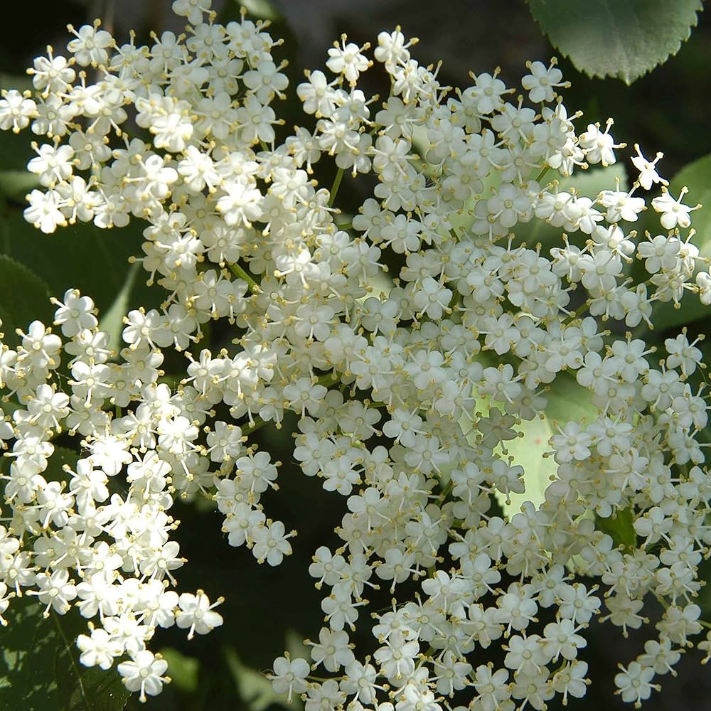 Improved Cultivar Mix Elderberry (Sambucus nigra) – Seeds - Image 4