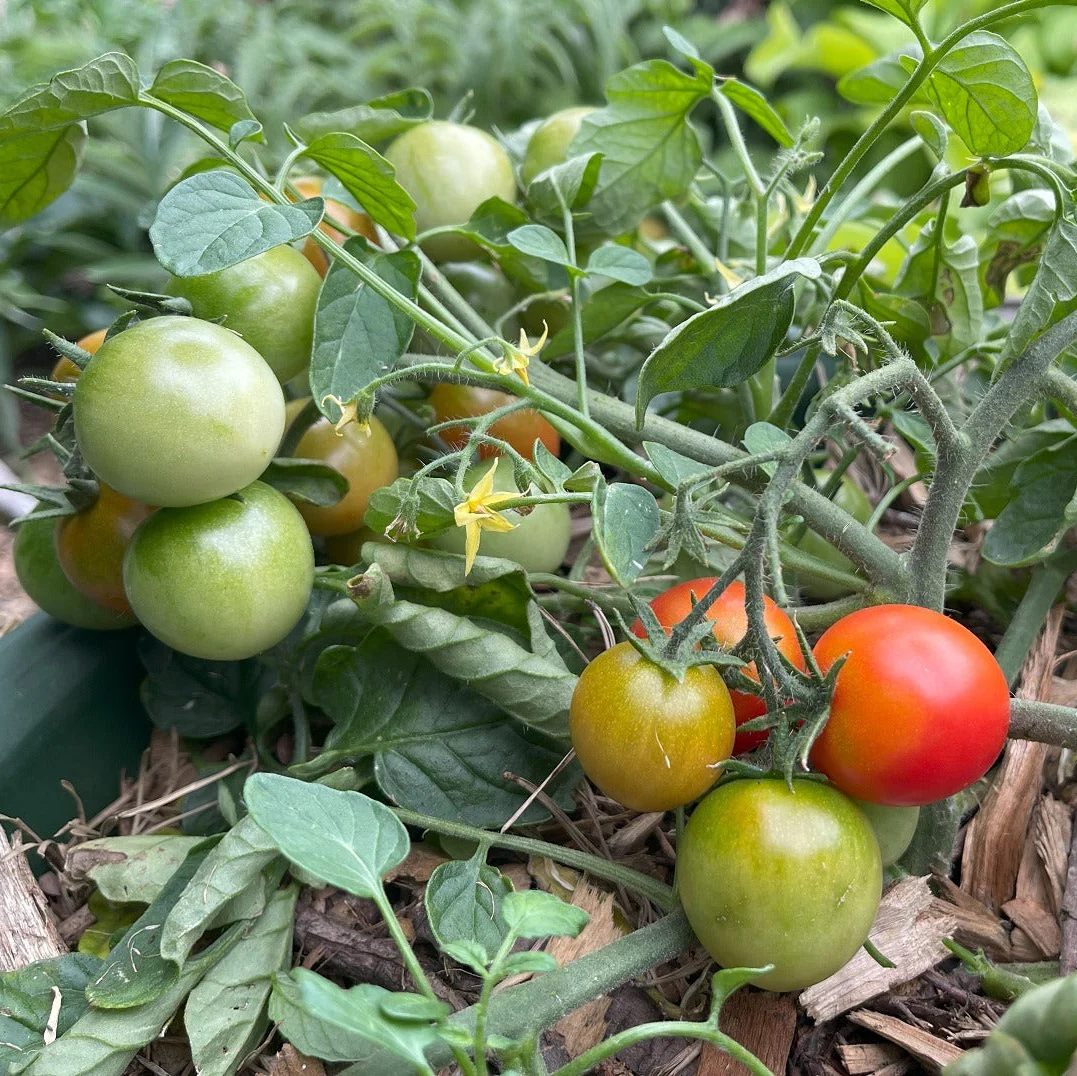 Indeterminate (Vining) Tomato Seeds – High-Yield, Heirloom & Hybrid Varieties