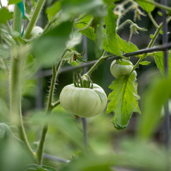 Indeterminate (Vining) Tomato Seeds – High-Yield, Heirloom & Hybrid Varieties - Image 2