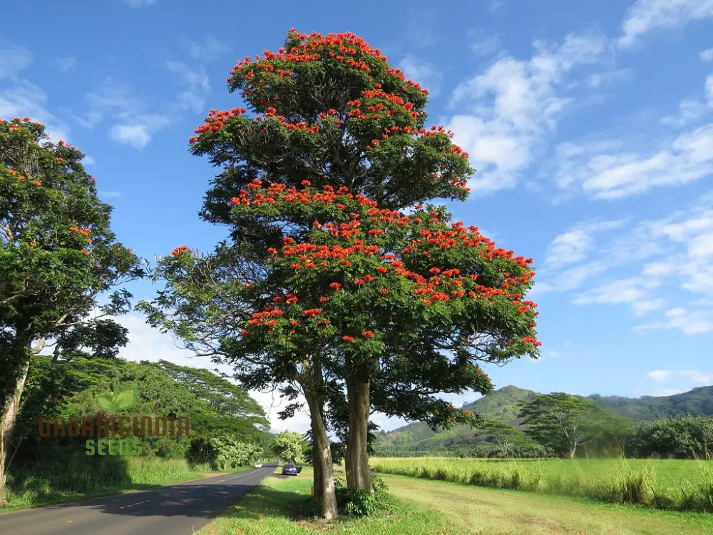 India African Tulip Tree Ornamental Shade Tree Seeds for planting-Premium Seeds for Home Garden