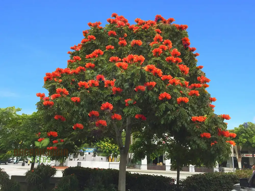 India African Tulip Tree Ornamental Shade Tree Seeds for planting-Premium Seeds for Home Garden - Image 3