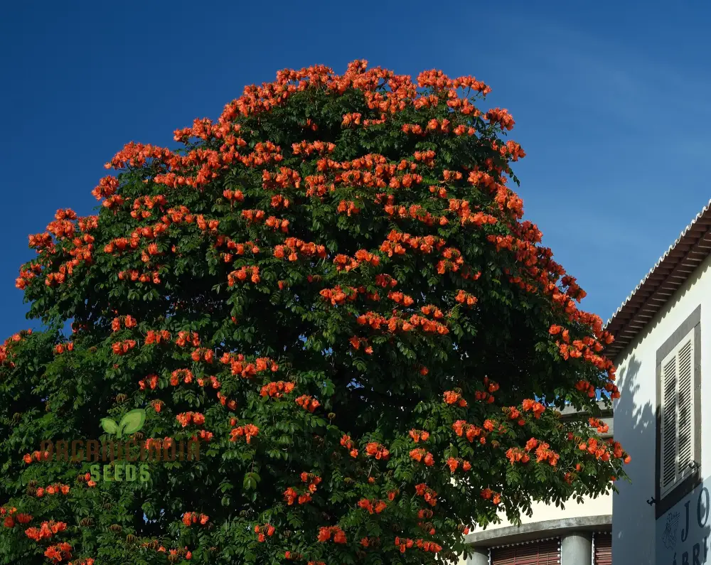India African Tulip Tree Ornamental Shade Tree Seeds for planting-Premium Seeds for Home Garden - Image 4