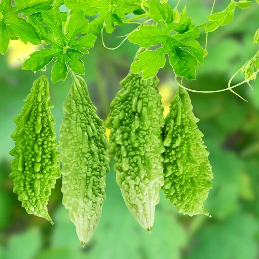 Indian Bitter Gourd Seeds – Heirloom Karela for High-Yield Gardens