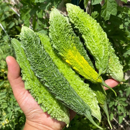 Indian Bitter Gourd Seeds – Heirloom Karela for High-Yield Gardens - Image 2