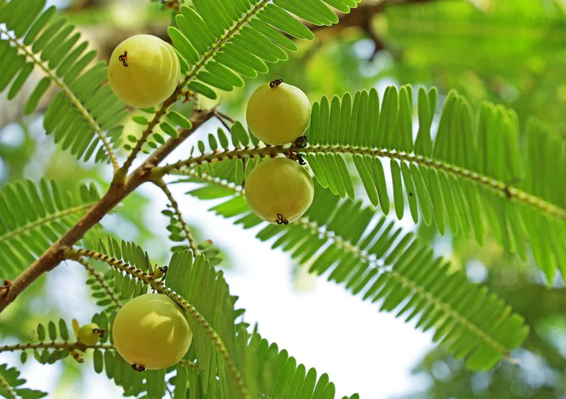 Indian Gooseberry Fruit Tree Seeds - Image 5