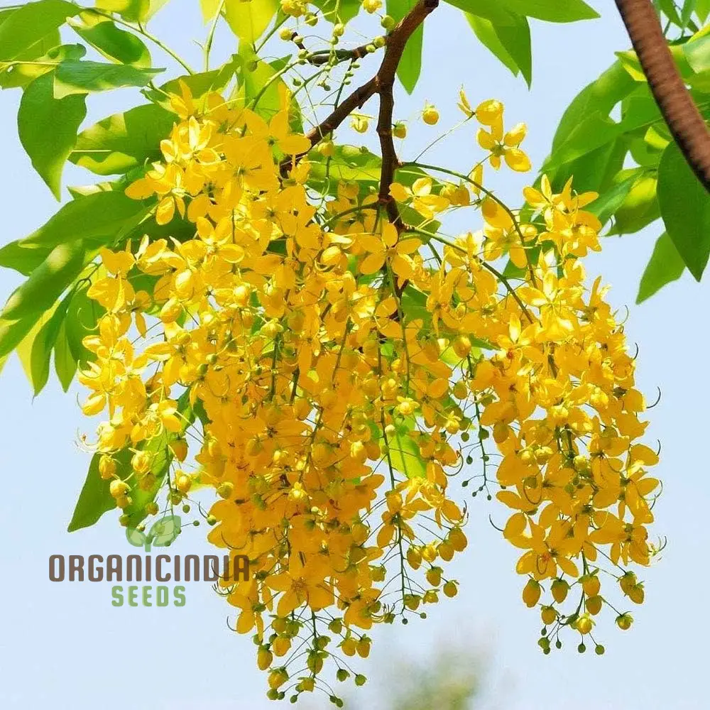 Indian Laburnum Seeds, Planting - 100 pcs
