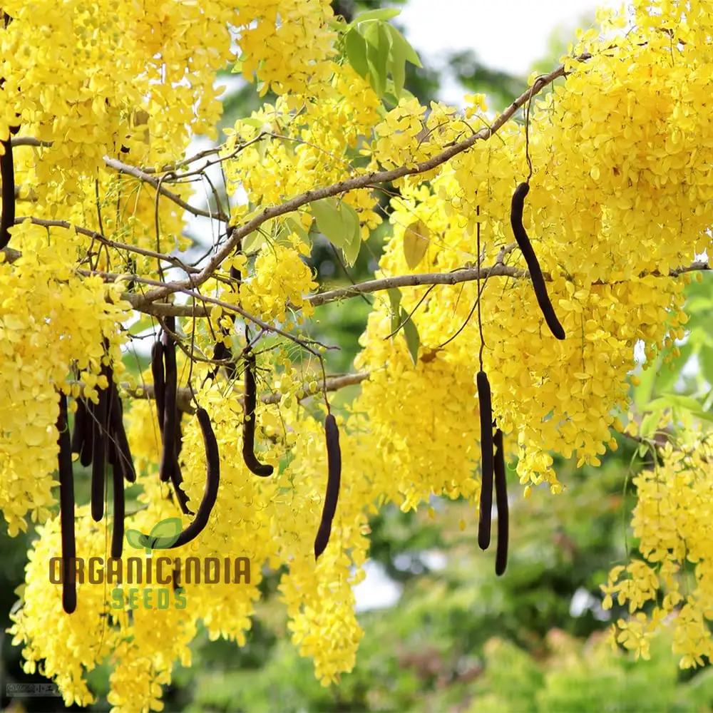 Indian Laburnum Seeds, Planting - 100 pcs - Image 2