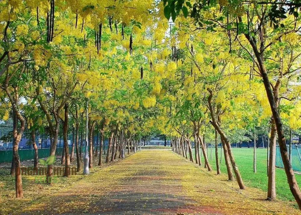 Indian Laburnum Seeds, Planting - 100 pcs - Image 3