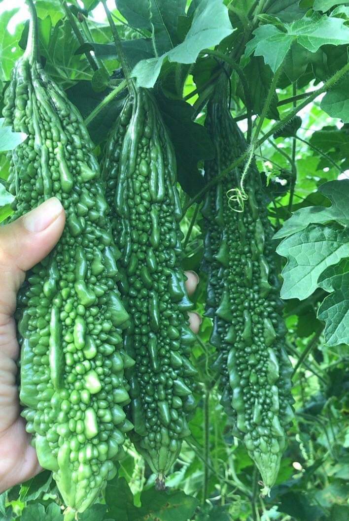 Indian Long Bitter Gourd Seeds, Heirloom Karela for Home Gardening & Farming - Image 3
