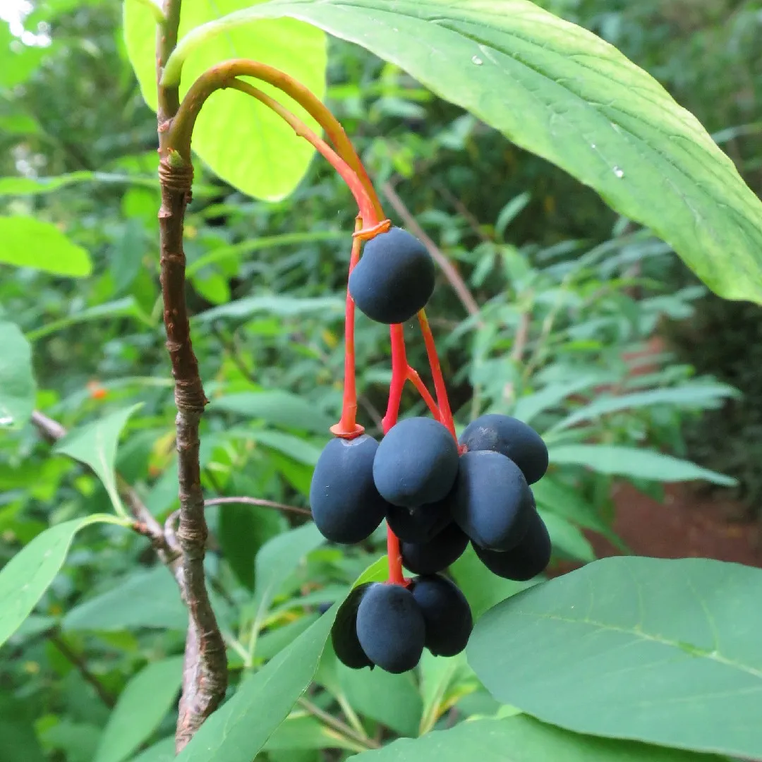 Indian Plum Oregon Plum Oso Berry Fruit Shrub Seeds