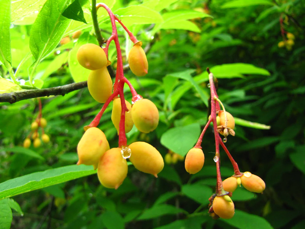 Indian Plum Oregon Plum Oso Berry Fruit Shrub Seeds - Image 3