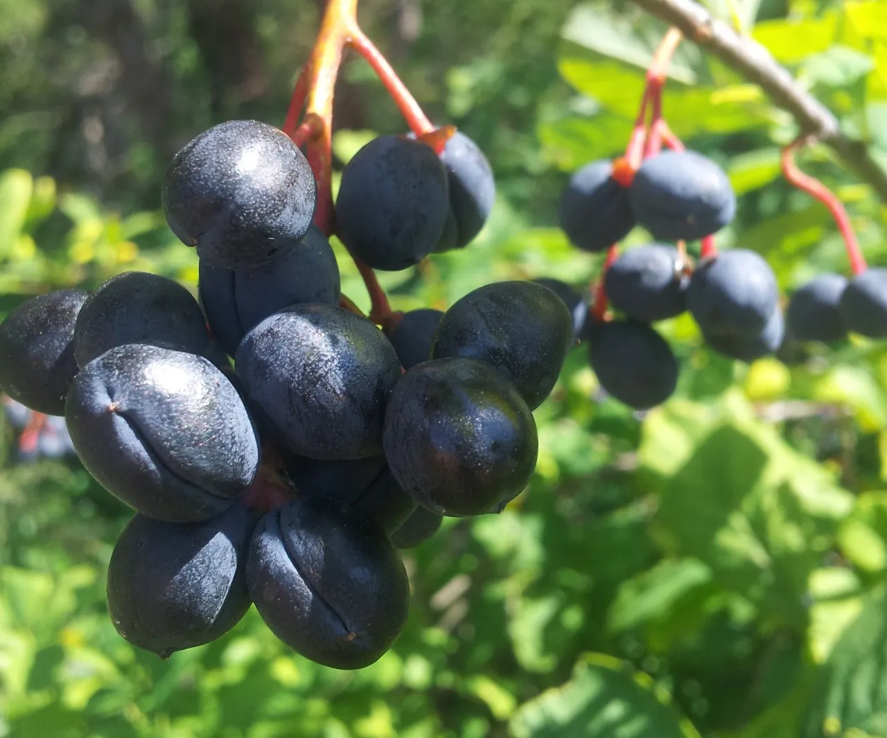 Indian Plum Oregon Plum Oso Berry Fruit Shrub Seeds - Image 4