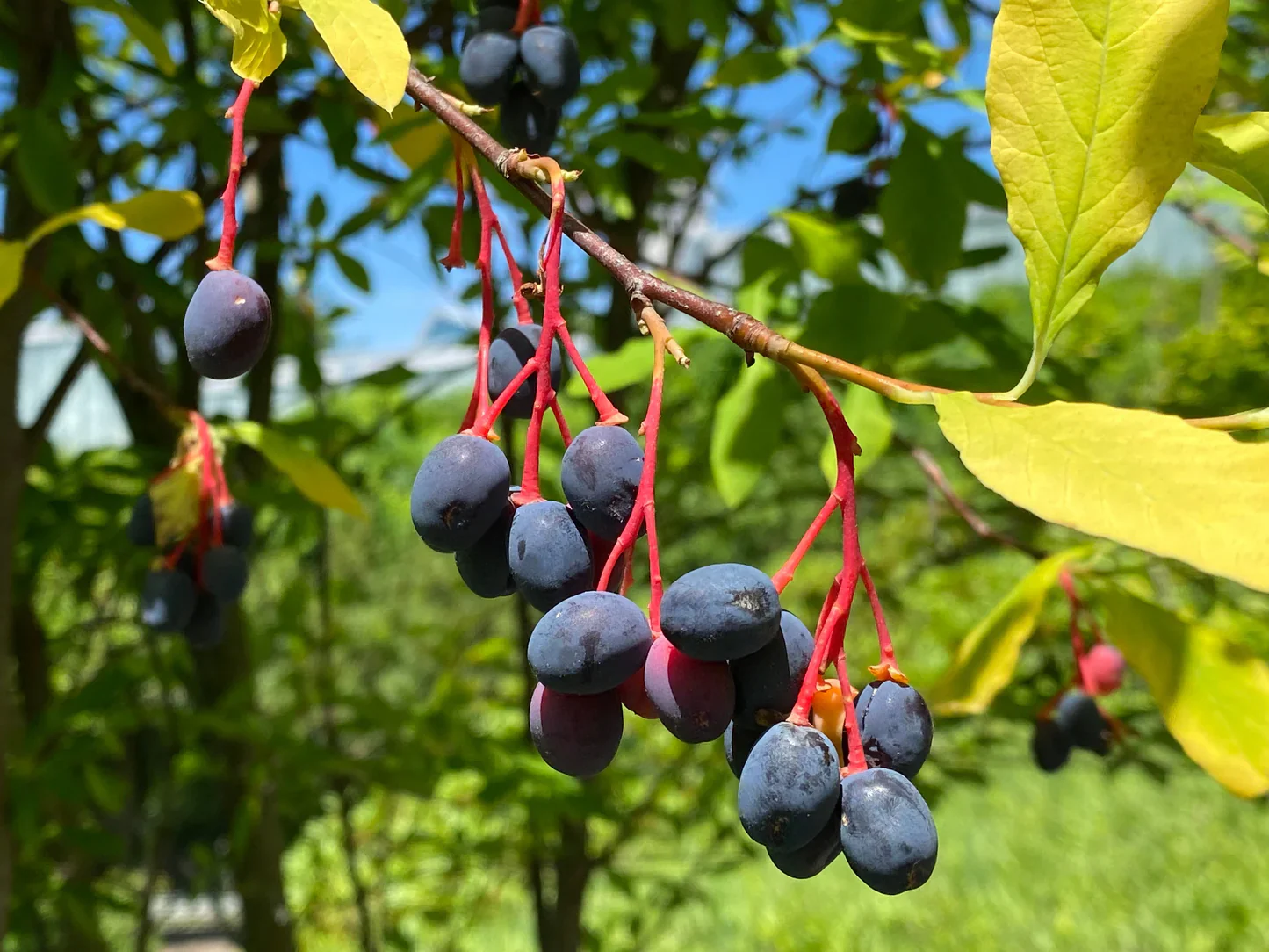 Indian Plum Oregon Plum Oso Berry Fruit Shrub Seeds - Image 5