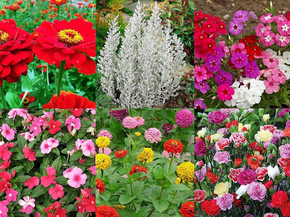 Indian Summer Flower Seeds – Vibrant, Long-Lasting Blooms for Home & Garden - Image 2
