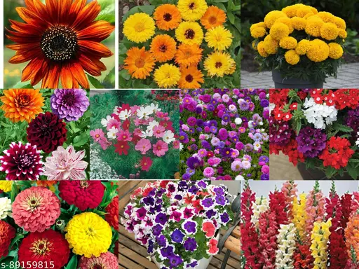 Indian Summer Flower Seeds – Vibrant, Long-Lasting Blooms for Home & Garden - Image 3