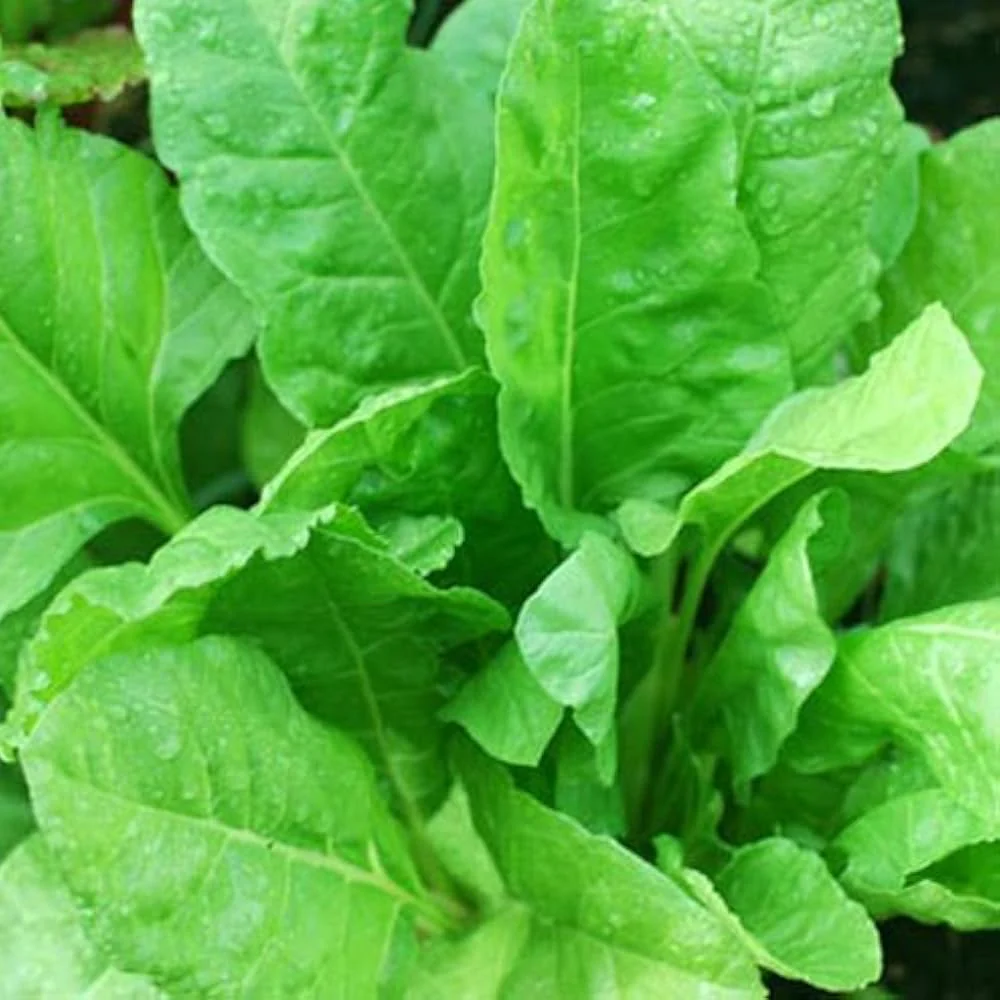 Indian Summer Spinach Seeds - Heirloom, Fast-Growing, Nutritious Greens for Your Garden - Image 2